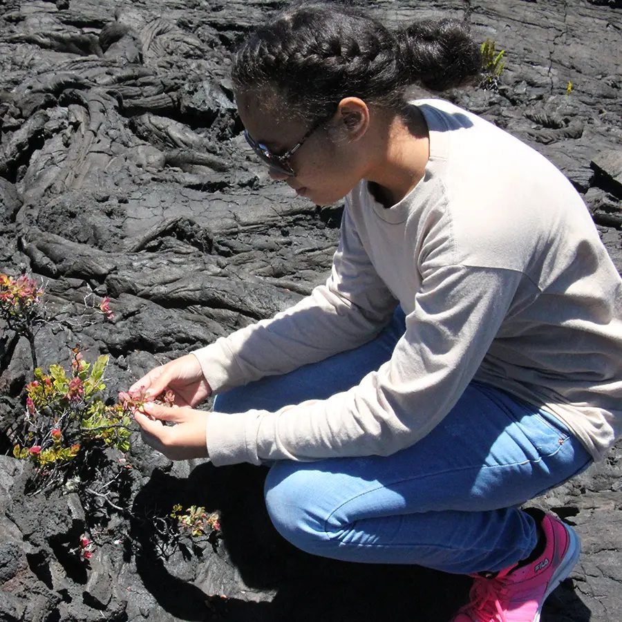 Flowers bloom on a remote lava flow on the slopes of Mauna Loa